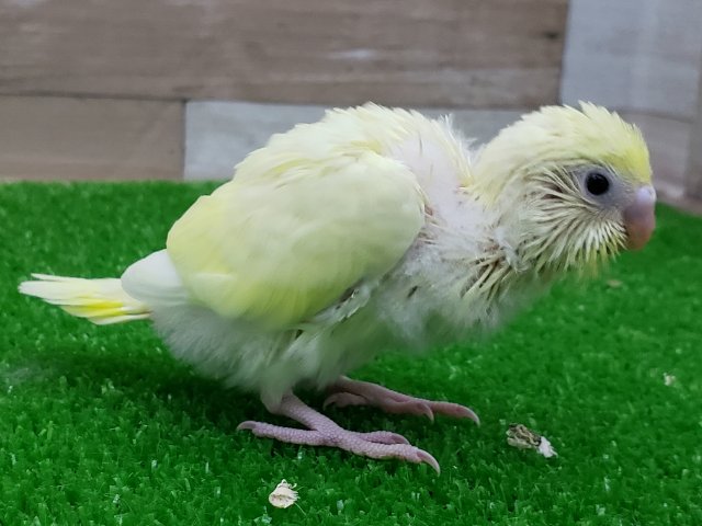 セキセイインコ