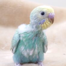 まーーるい頭が可愛らしいコっ　セキセイインコ　パステルレインボー～～