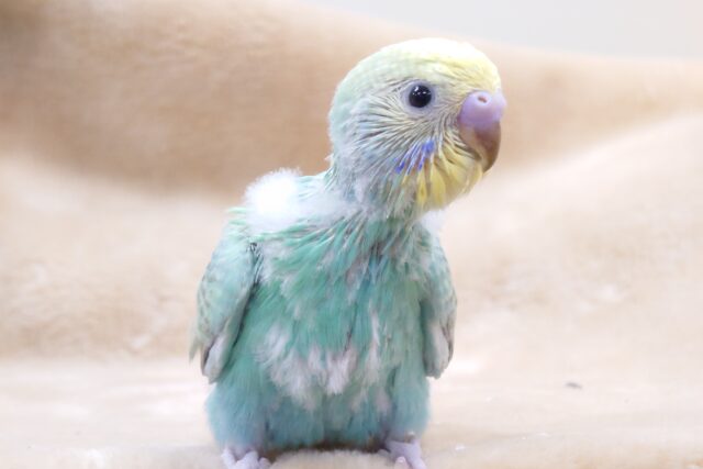 まーーるい頭が可愛らしいコっ　セキセイインコ　パステルレインボー～～