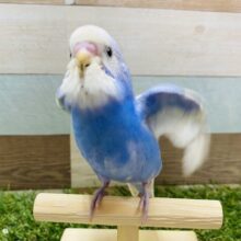最新画像有り☆落ち着きのある雰囲気をもつコです！セキセイインコのスパングル！