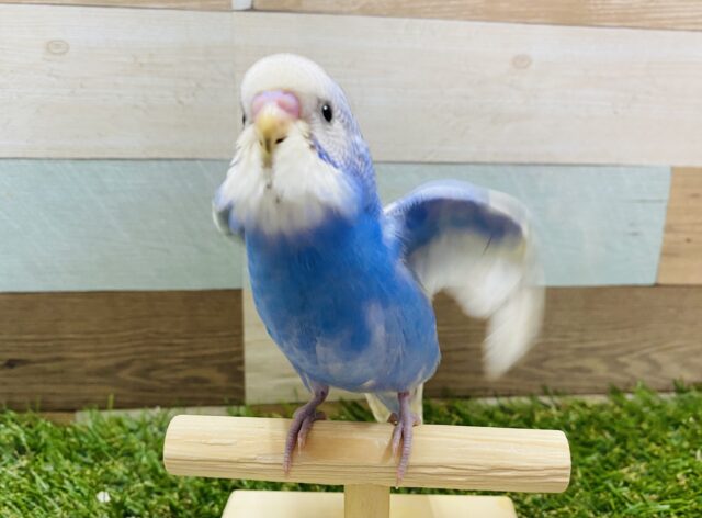 最新画像有り☆落ち着きのある雰囲気をもつコです！セキセイインコのスパングル！