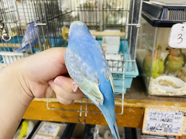 セキセイインコ