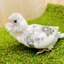 一目惚れで狙い撃ち❣️ セキセイインコ　ハルクイン