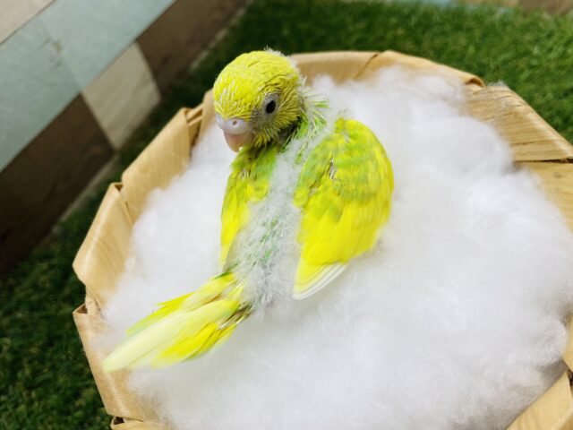 セキセイインコ