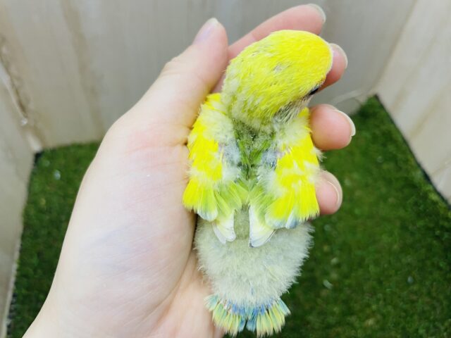 コザクラインコ（小桜インコ）