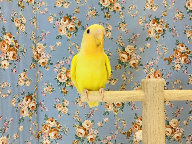 コザクラインコ（小桜インコ）