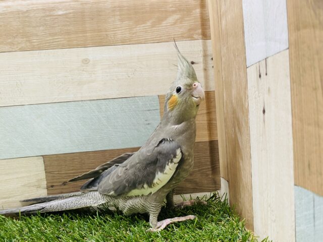 オカメインコ