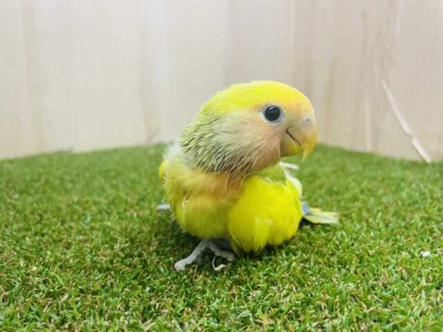 コザクラインコ（小桜インコ）