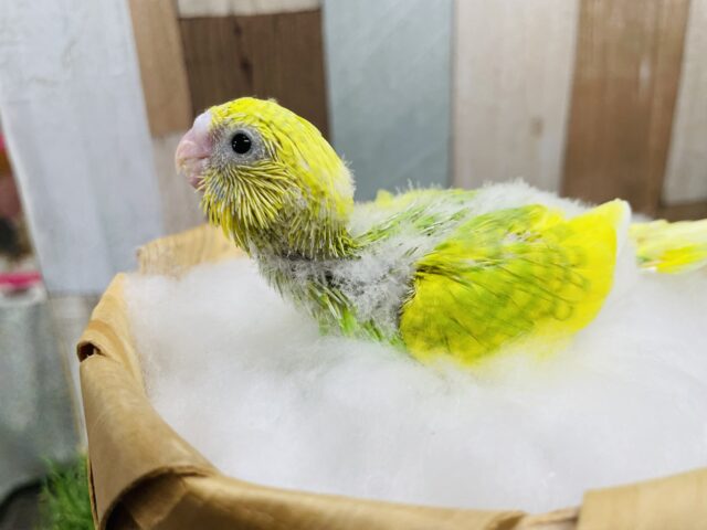 セキセイインコ