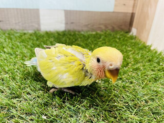 コザクラインコ（小桜インコ）