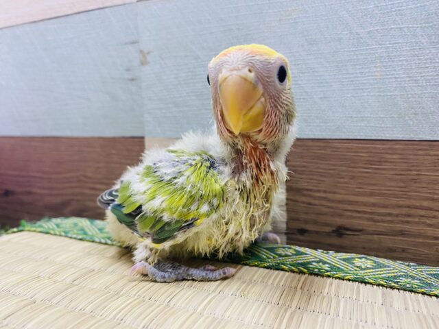 コザクラインコ（小桜インコ）