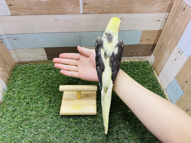 オカメインコ