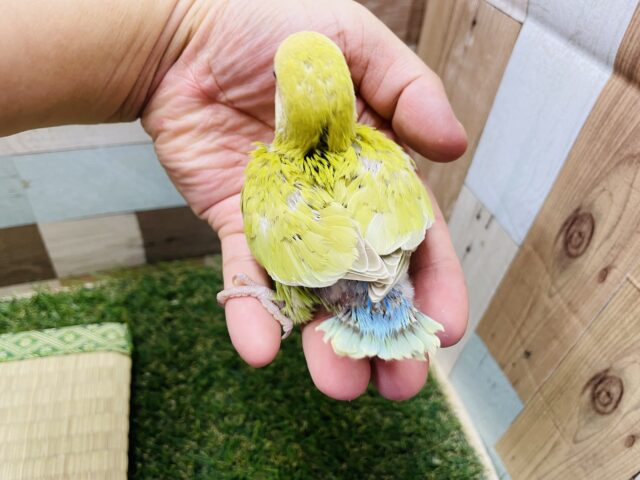 コザクラインコ（小桜インコ）