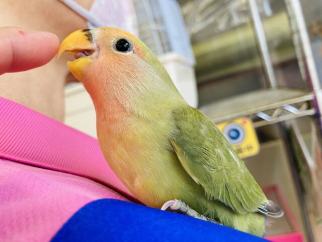 コザクラインコ（小桜インコ）