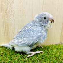 ちょびっと珍しい？落ち着きのあるグレーみな色合い🤍　セキセイインコ　スパングル
