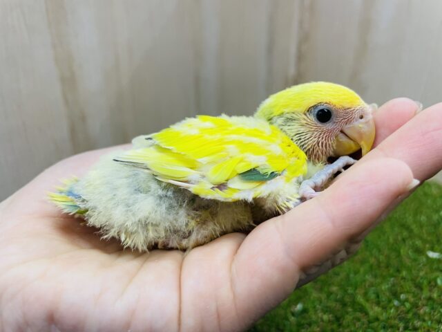 コザクラインコ（小桜インコ）