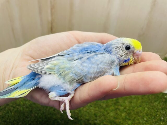 セキセイインコ