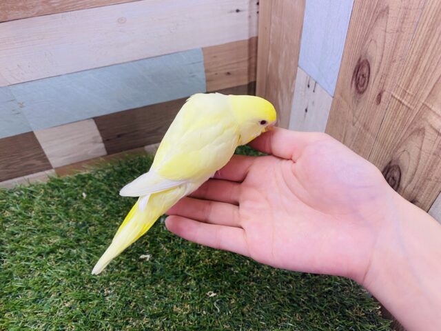 セキセイインコ