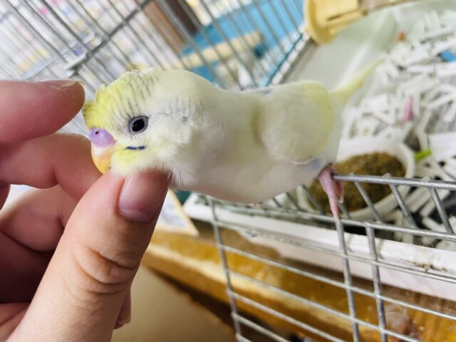 セキセイインコ