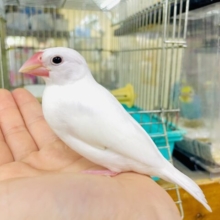 あと1羽です～最新画像になりますよ⭐️笑顔にできたならハッピネス🌼　白文鳥