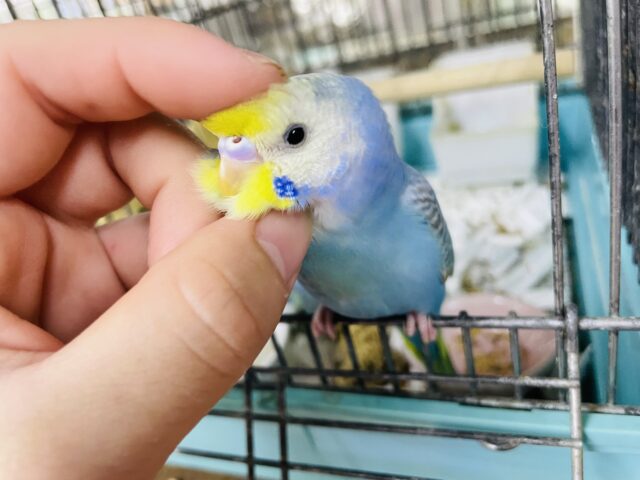 セキセイインコ