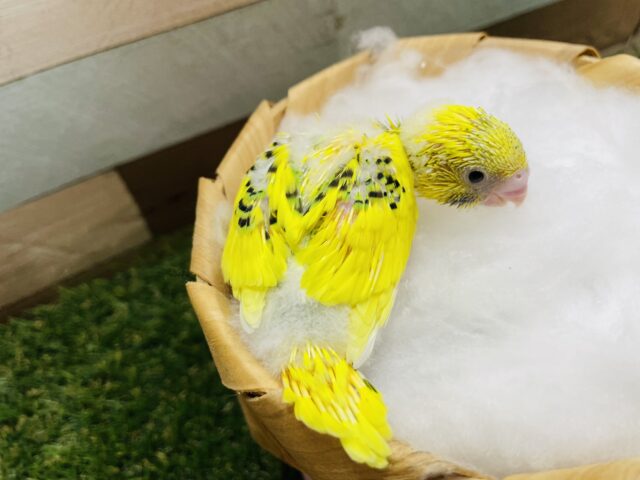 セキセイインコ