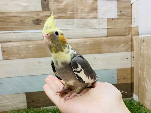 オカメインコ