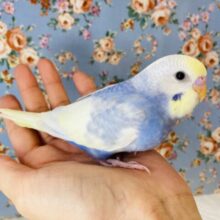 爽やかな色合いです🎐手乗りセキセイインコ(コバルト)💙