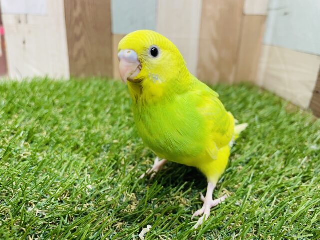 セキセイインコ