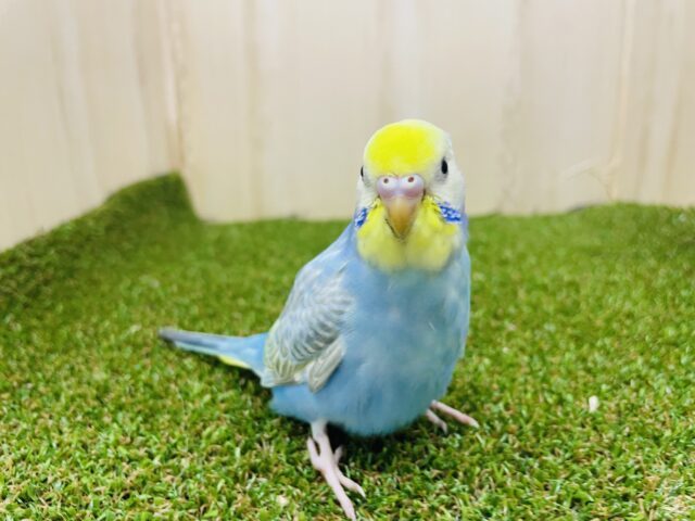 セキセイインコ