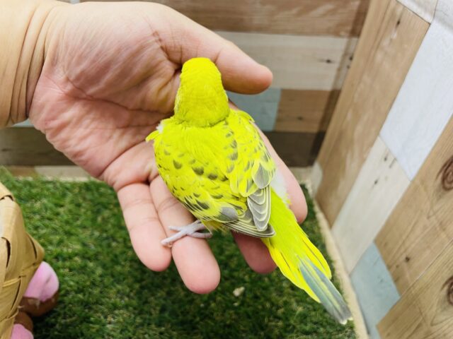 セキセイインコ