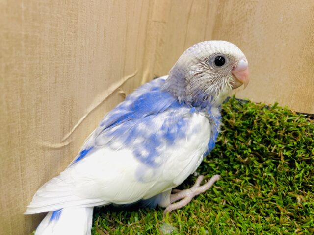 サンサンと照らすサンシャインに当てられて〜青空広がるエスケープ　セキセイインコ　スパングルパイド