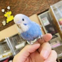最新画像🌟どの瞬間も愛おしい❤︎手乗りセキセイインコ(スパングル)💠✨