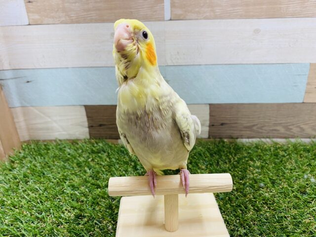 オカメインコ