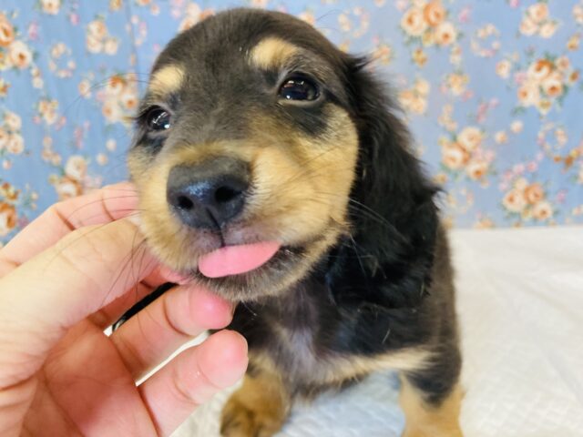 陽気で愛に溢れるラブリーボーイ❤︎Mダックス(ブラック&タン)🐶❤︎