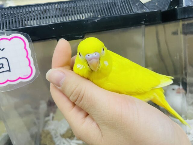 セキセイインコ