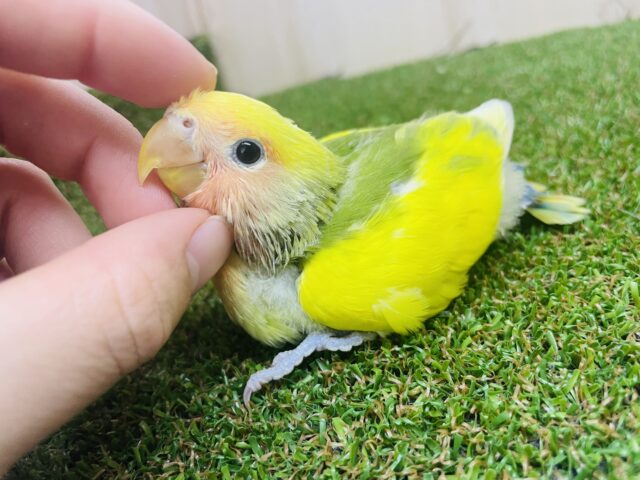 コザクラインコ（小桜インコ）