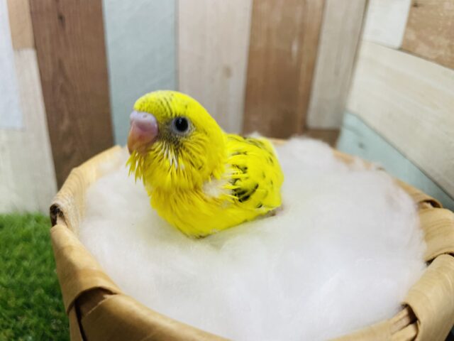 セキセイインコ