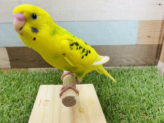 セキセイインコ