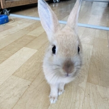 画像更新☆王道な人気カラー❤ネザーランドドワーフラビット(オレンジ)入荷しました❤