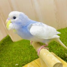 最新画像になりますよ⭐️サンシャイン☀️お待たせ今日もよろしく♪ セキセイインコ　スパングルパイド