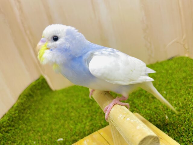 最新画像になりますよ⭐️サンシャイン☀️お待たせ今日もよろしく♪ セキセイインコ　スパングルパイド