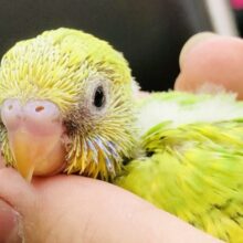 緑と黄色のコントラスト　セキセイインコ　Ｒ５　６／７