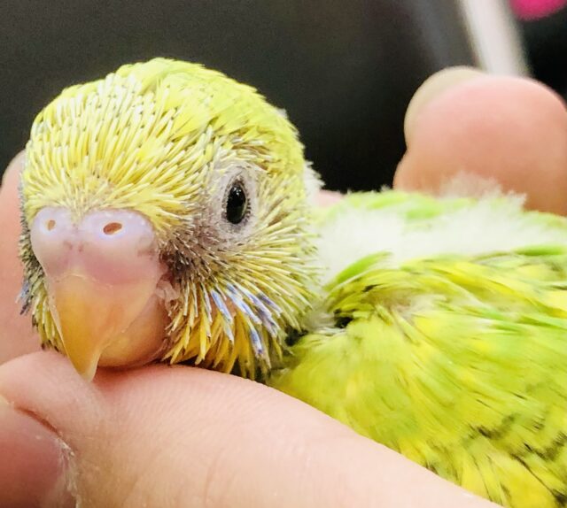 緑と黄色のコントラスト　セキセイインコ　Ｒ５　６／７