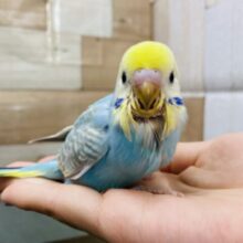 最新画像有り！！ちょこんと感が可愛らしい綺麗なコ！セキセイインコのパステルレインボー！