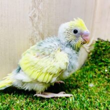 太陽の光みたいに〜☀️弾ける水しぶき浴びたい！　セキセイインコ　パステルカラーレインボーパイド