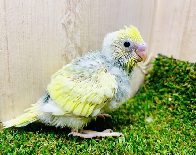 太陽の光みたいに〜☀️弾ける水しぶき浴びたい！　セキセイインコ　パステルカラーレインボーパイド