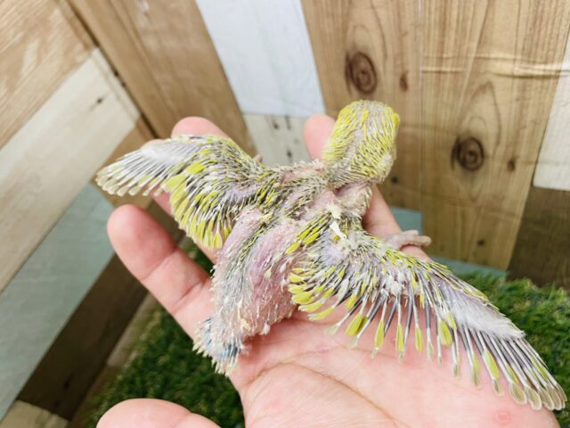 コザクラインコ（小桜インコ）