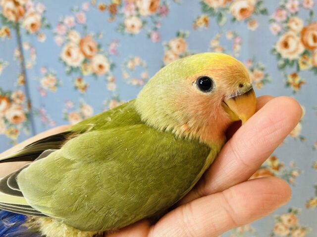 コザクラインコ（小桜インコ）