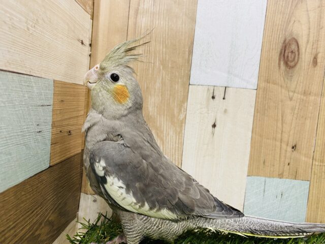 グレーのカッコいいノーマルカラー☆立派な大きさのオカメインコ！